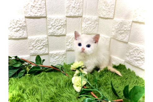 成約済の埼玉県のスコティッシュフォールド-34654の3枚目